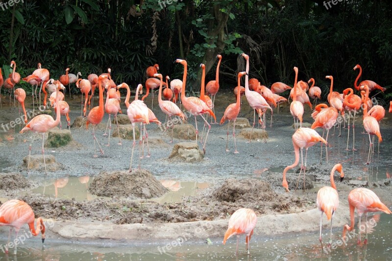 Flamingo Pond Singapore Jurong Bird