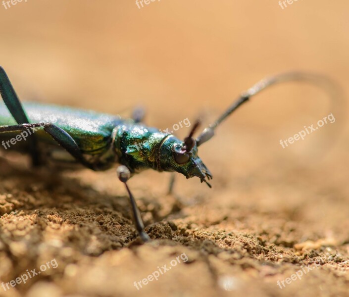 Musk Beetle Aromia Moschata Insects Summer Nature