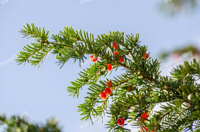 Branch Green Needles Needle Christmas