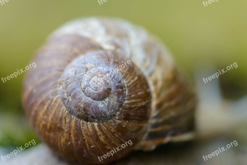 Shell Snail Blurred Background Spiral Pattern