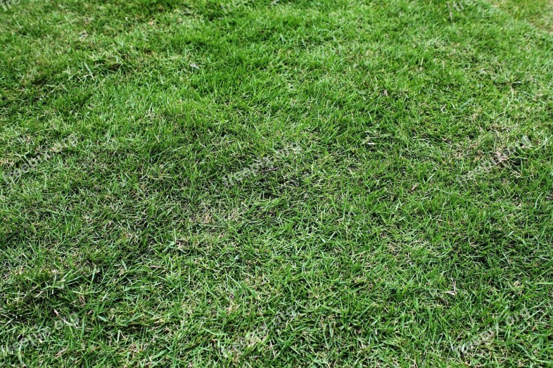 Green Grass Background Green Grass Background Leaves