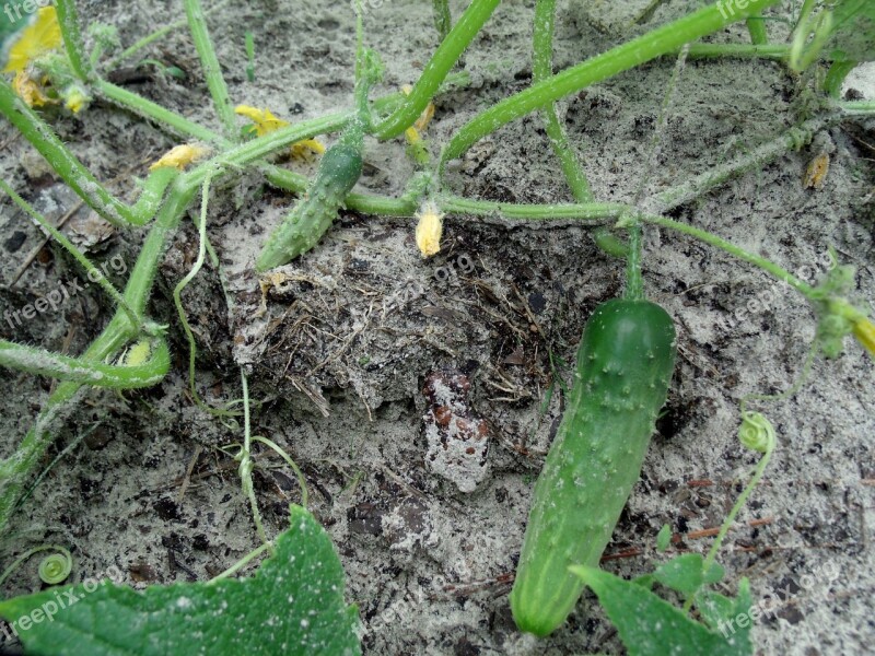 Cucumbers Food Organic Farming Gardening