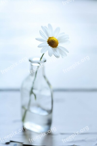 Flower Bottle Daisy White Nobody