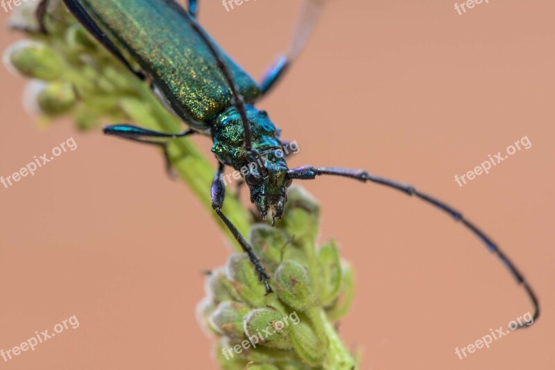 Musk Beetle Aromia Moschata Insects Summer Nature