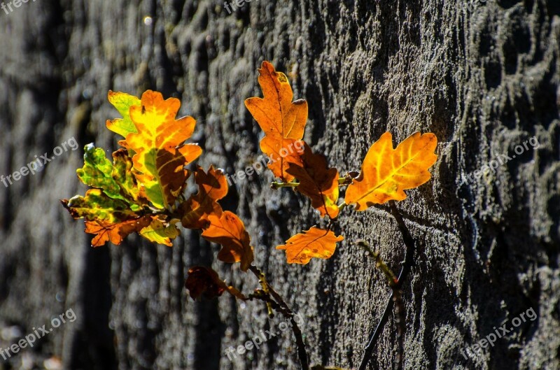 Leaves Colorful Season Autumn Nature Leaf