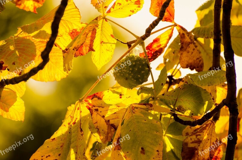 Branch Chestnut Nature Seasons Autumn