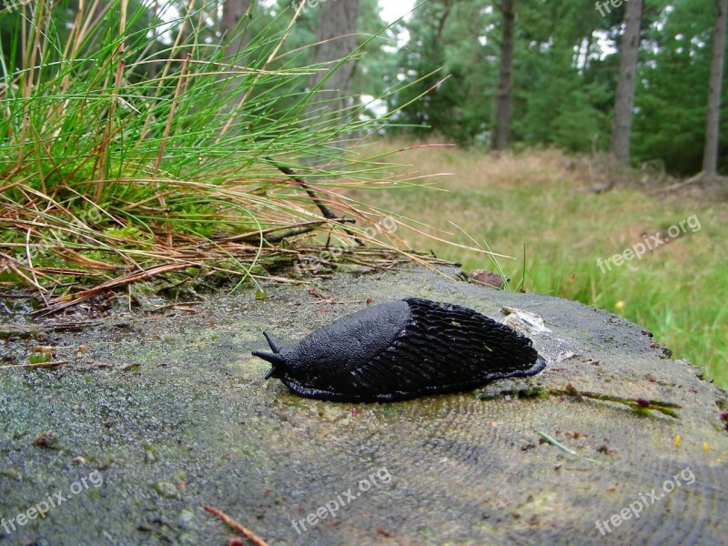 Slug Forest Tree Stump Summer Grass