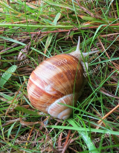 Snail Summer Lawn Grass Europe