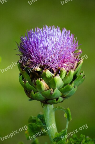 Flower Flowers Seasons Beautiful Thistle