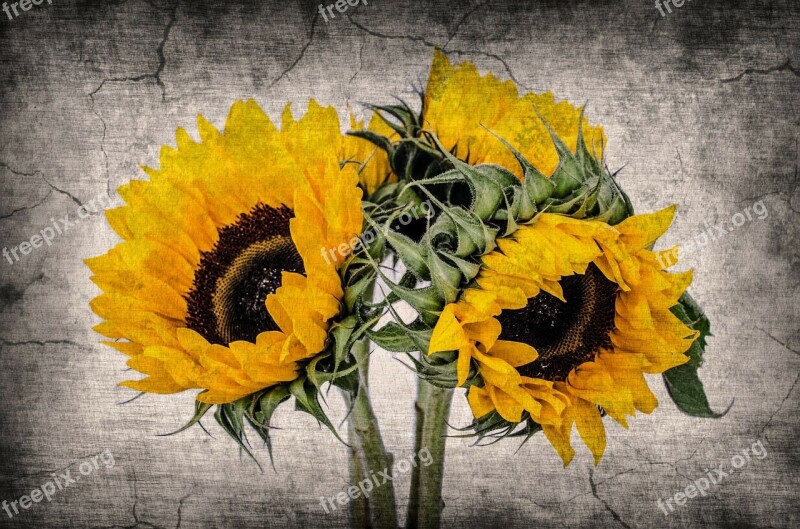 Flower Flowers Old Sunflowers Background