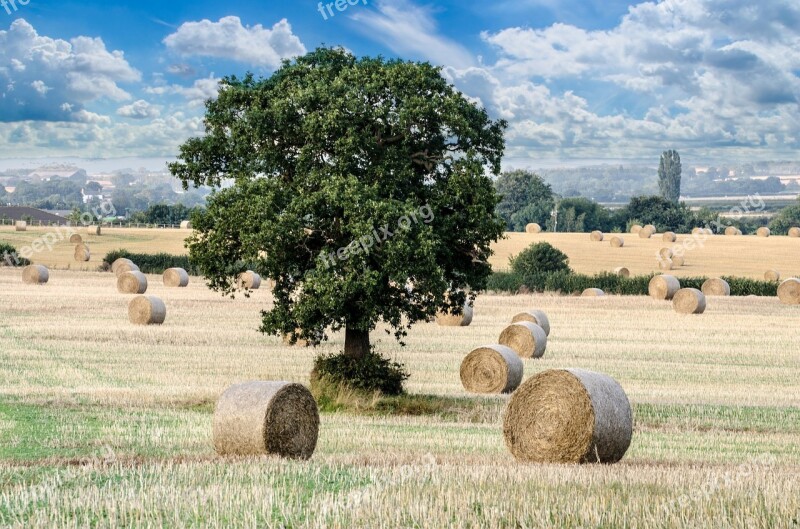 Agricultural Agriculture Cereal Circle Corn