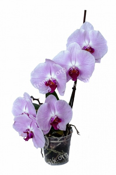 Orchid Flower Isolated Decoration Bud