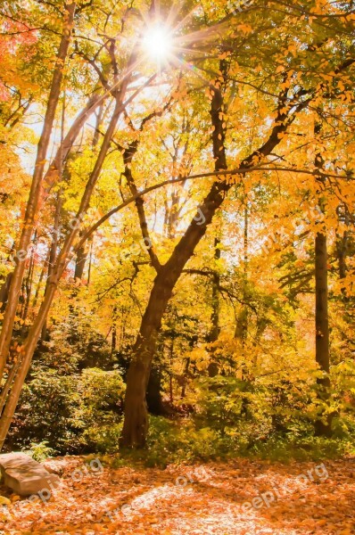 Autumn Background Beech Branch Country