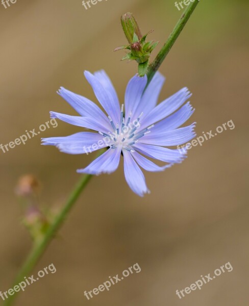 Flower Macro Nature Summer Life