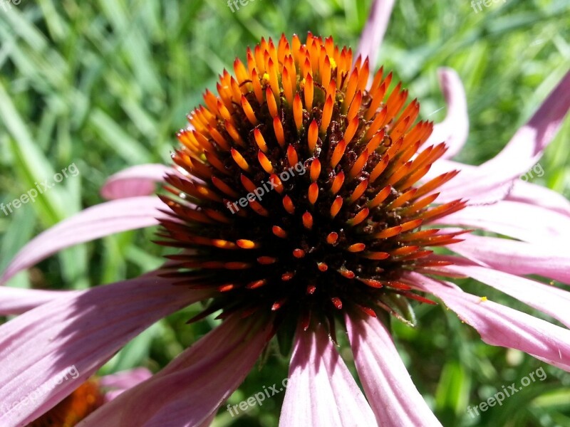 Flowers Flower Garden Filed Nature