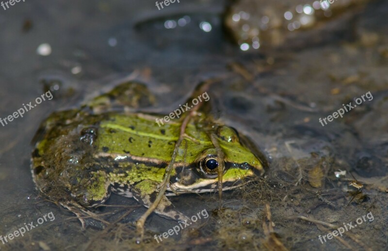 Frog Grass Frog Water Green Summer