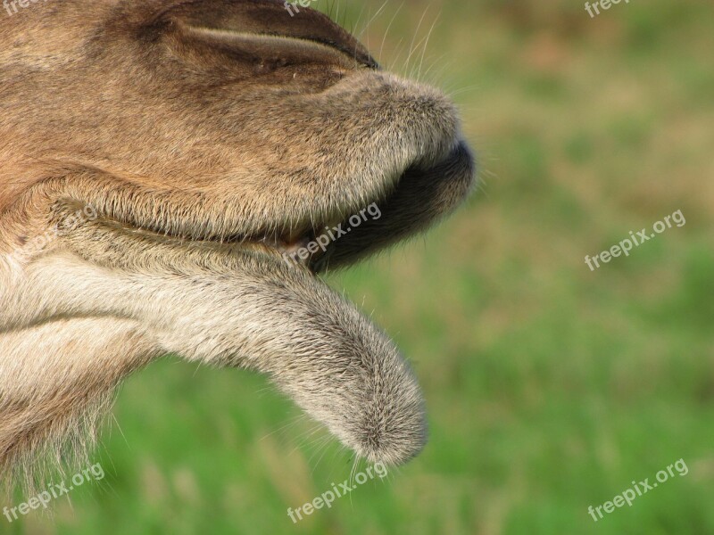 Animal Camel Mouth Lip Mammal