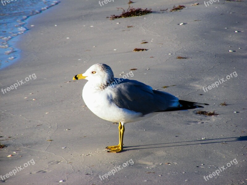 Ring-billed Gull Sea Gulls Bird Feather