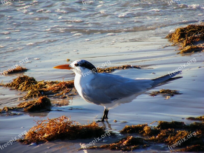 Royal Tern Bird Animal Wildlife Wild