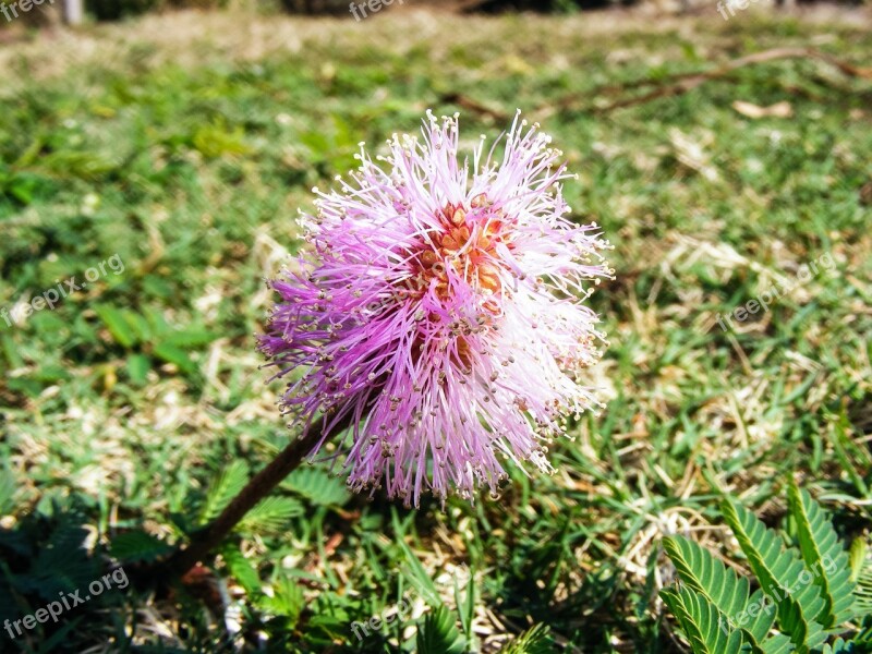 Mimosa Strigillosa Powderpuff Flower Purple