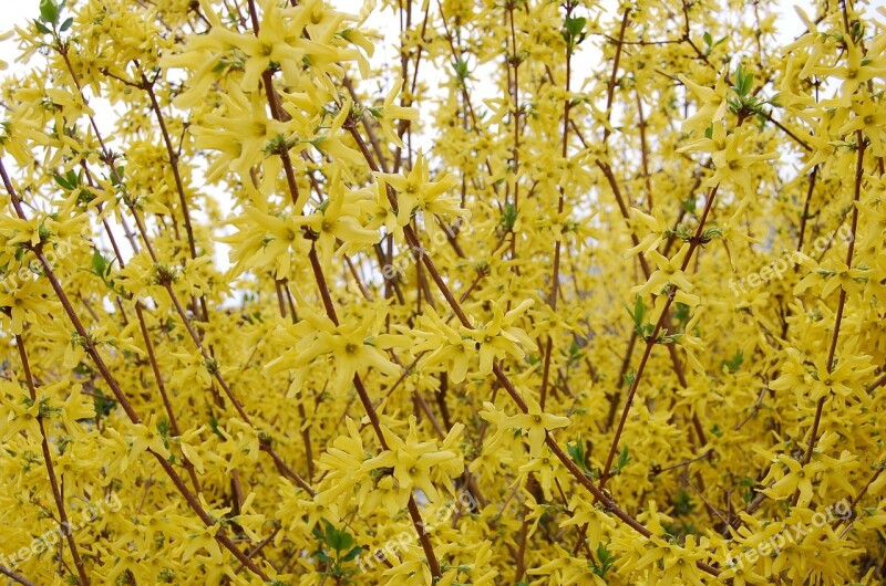 Yellow Broom Bloom Bush Plant