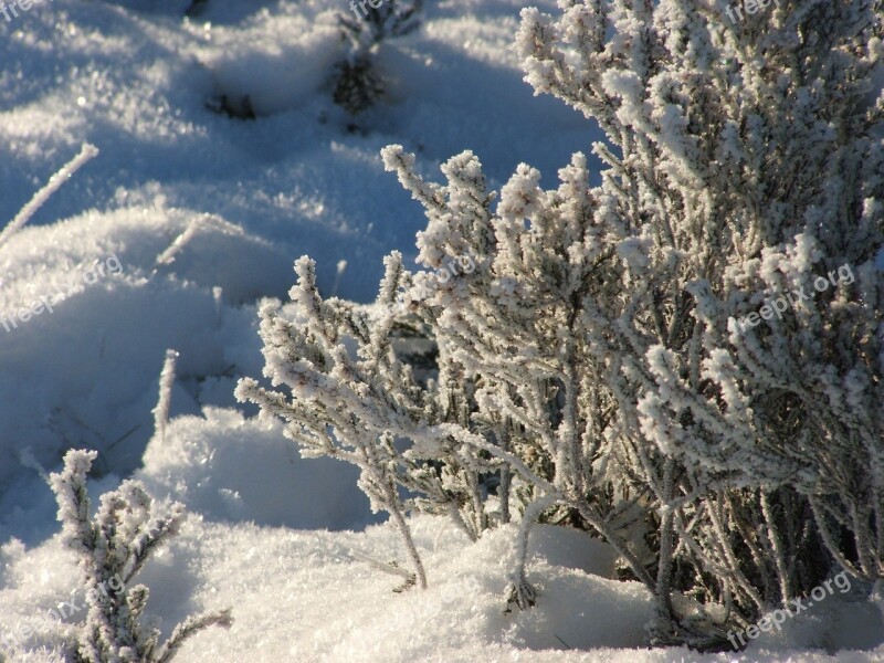 Frost Winter Plant Tree Shrub