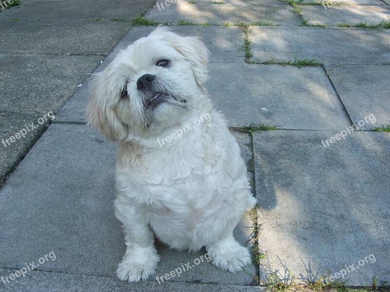 Pet Dog Shih Tzu Pedigree Breed