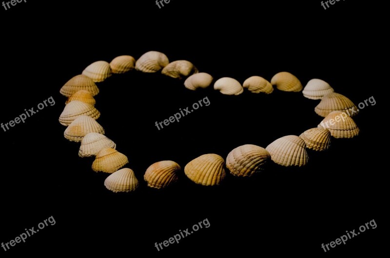 Shell Shells Heart Love Isolated