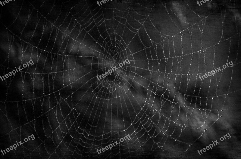 Dark Cobweb Halloween Spider Waterdrops