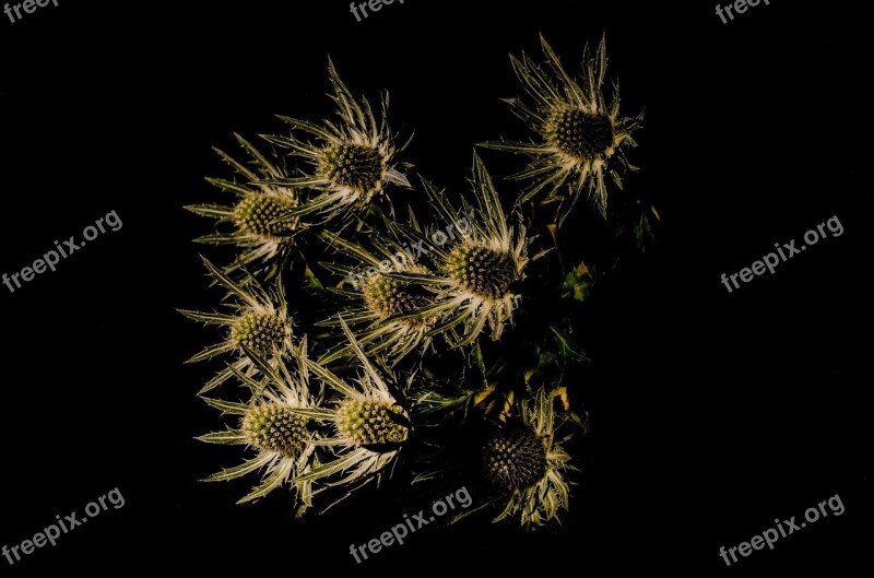 Thistle Plant Decoration Shadow Close-up