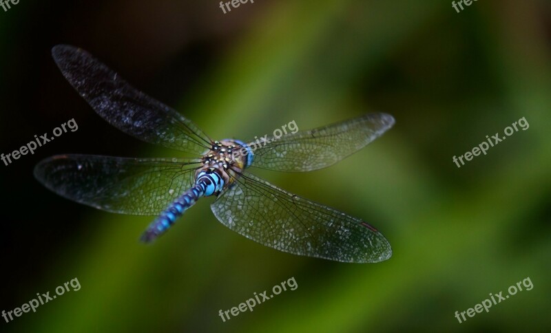 Dragonfly Fly Background Blurred Blue