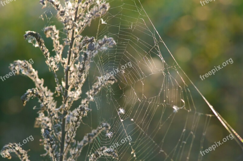 Spider Web Home Cobweb Sun Morning