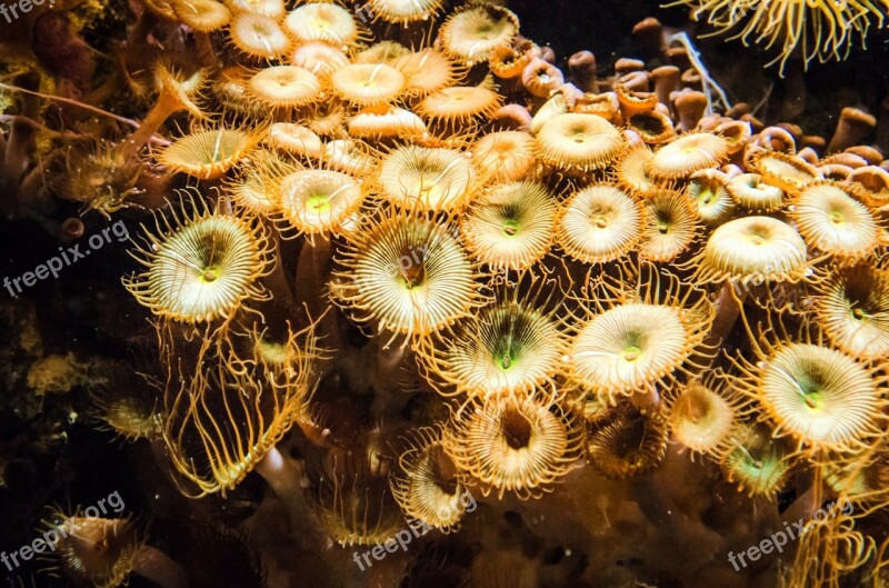 Plant Underwater Sea Ocean Coral