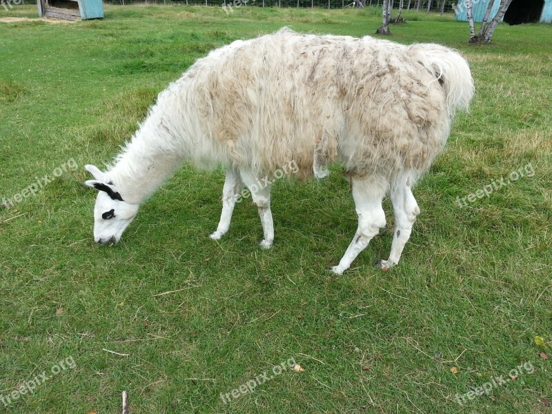 Llama Animal Grass Nature Pasture