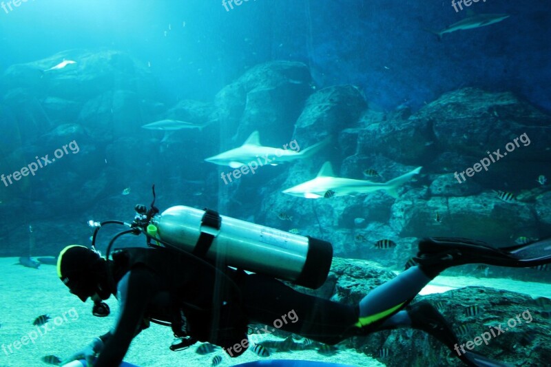 Diver Man People Aquarium Shark