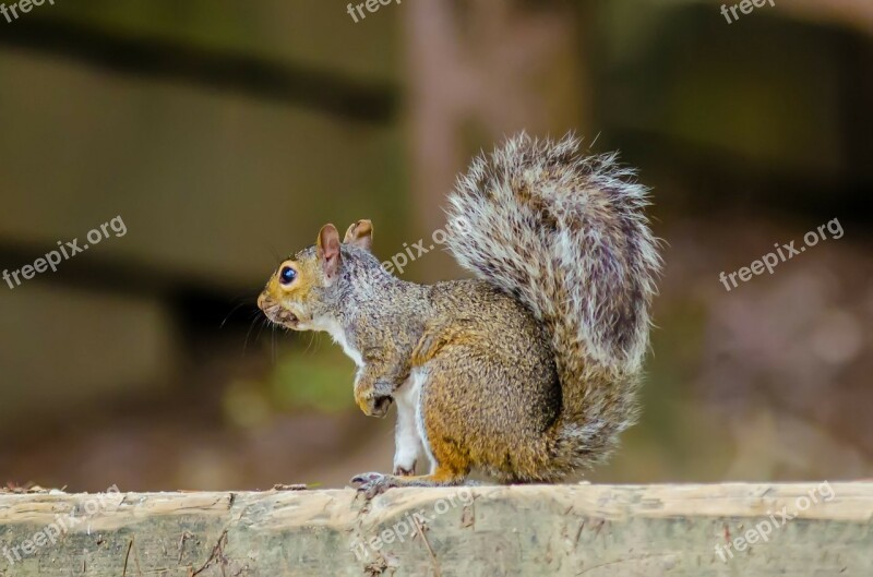 Animal Rodent Squirrel Eastern Gray Eastern Gray Squirrel