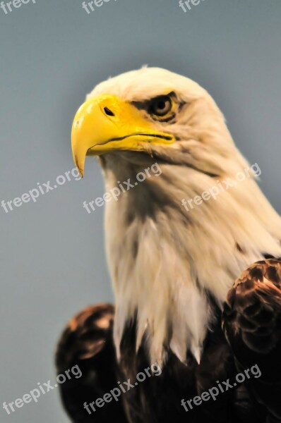 America American Animal Bald Beak