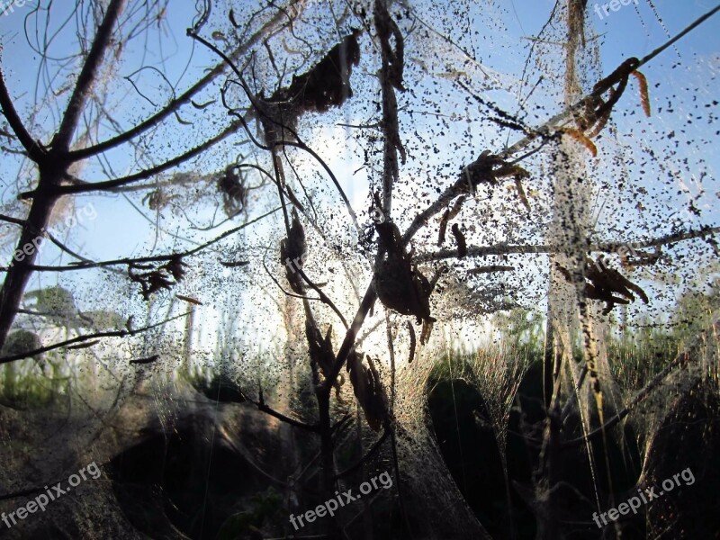 Black Cherry Ermine Track Cocooned Pest Web