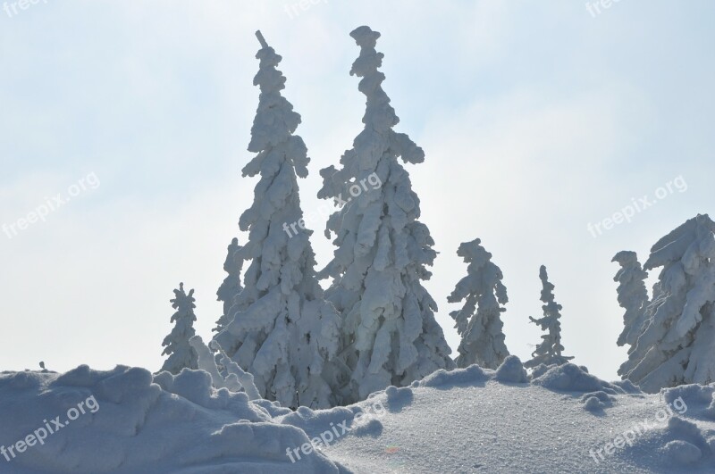 Winter Mountains Snow Spruce White