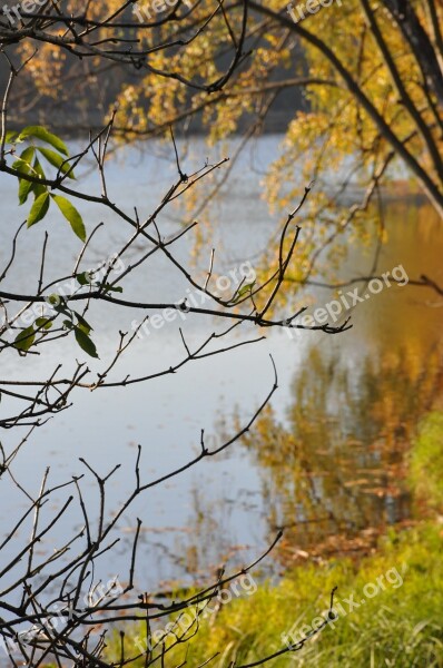 Autumn Foliage Lake Branches Forest