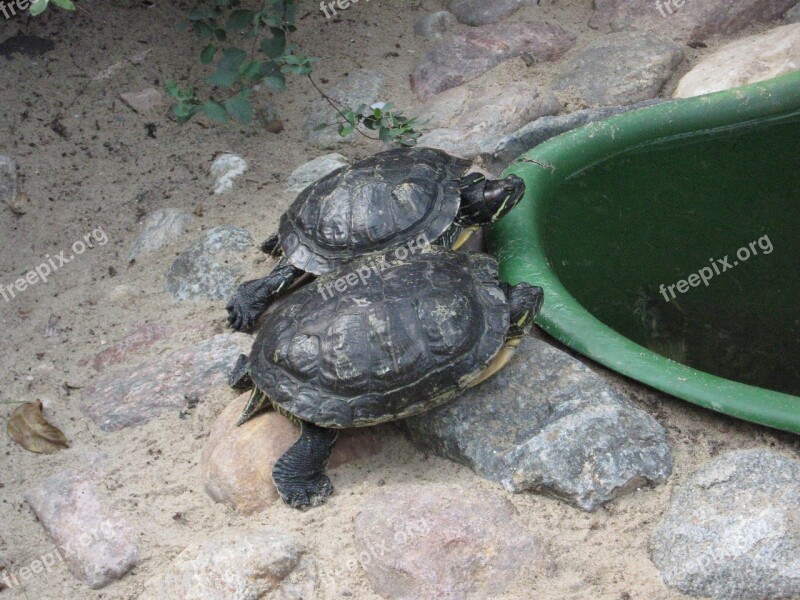 Turtles Reptiles Zoo Free Photos