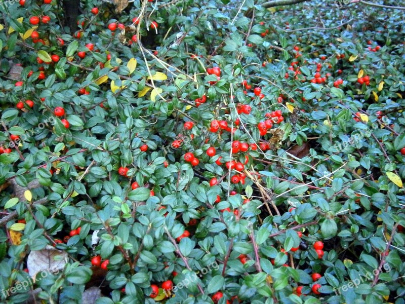 Bush Ground Cover Berry Berries Red