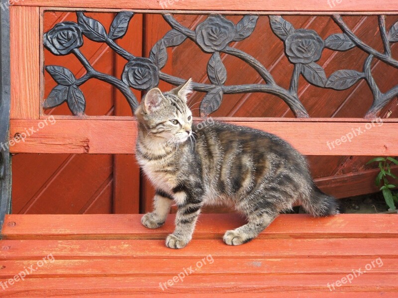 Cat Kitten Tabby Bench Pets