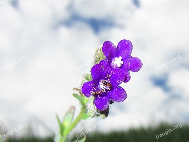 Purple Flower Sky Plant Free Photos