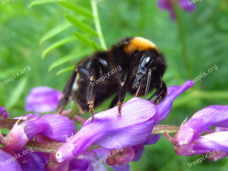 Hummel Blossom Bloom Purple Free Photos