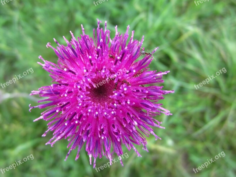 Purple Flower Plant Beautiful Free Photos