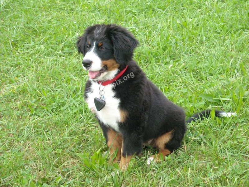 Dog Puppy Berner Sennen Dog Meadow Portrait