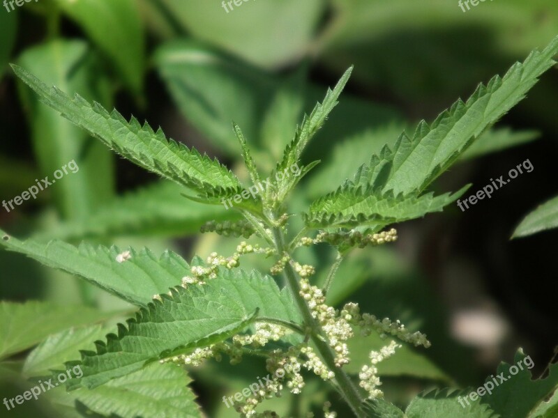 Leaves Nettle Green Scratchy Greens