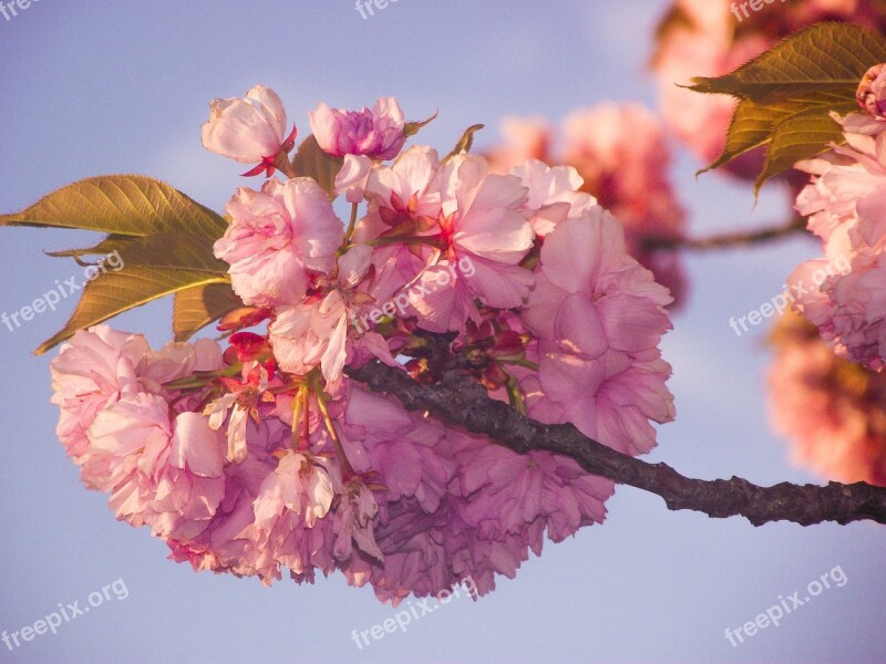 Sky Blue Flower Pink Vintage