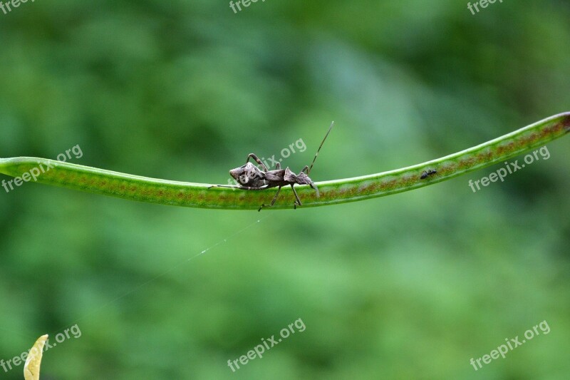 Bug Beetle Wild Nature Animal